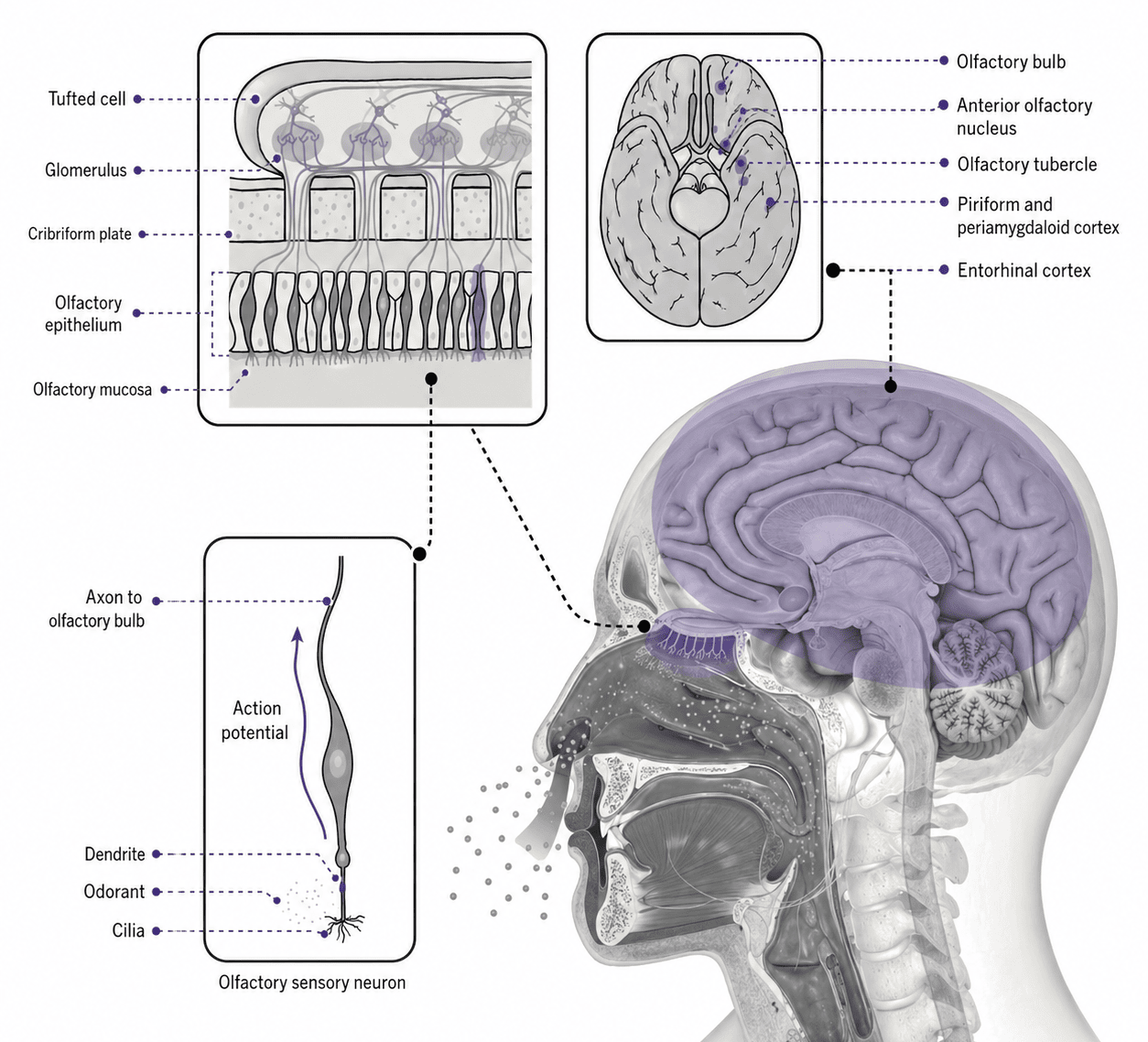 Olfactory perception flow from odorant molecules to neural processing in the brain