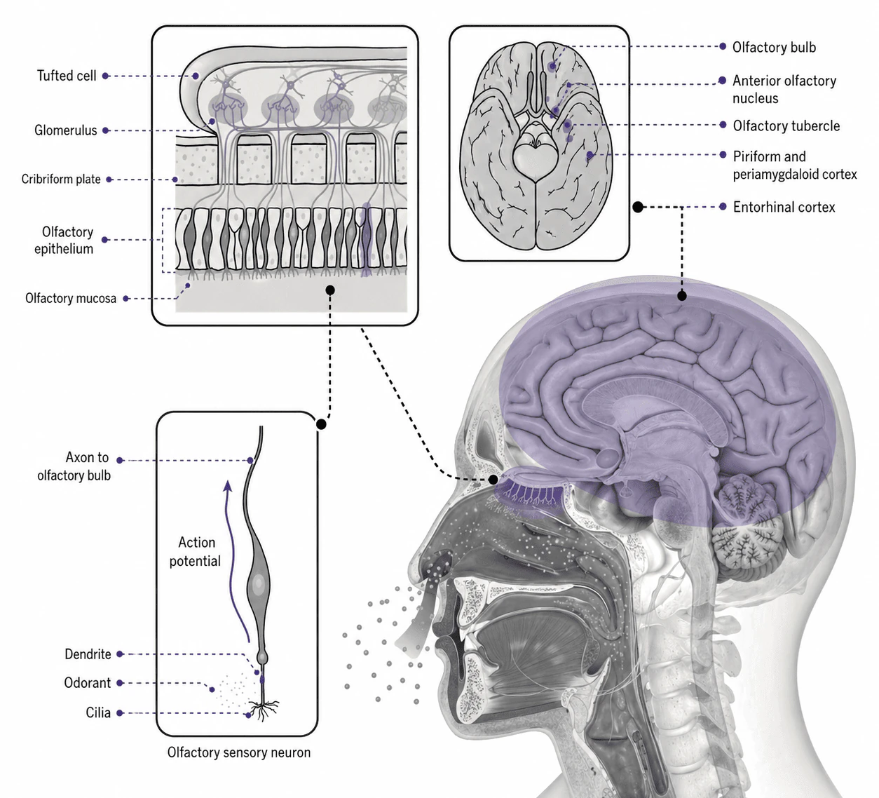 Diagram of olfactory perception from molecule to brain