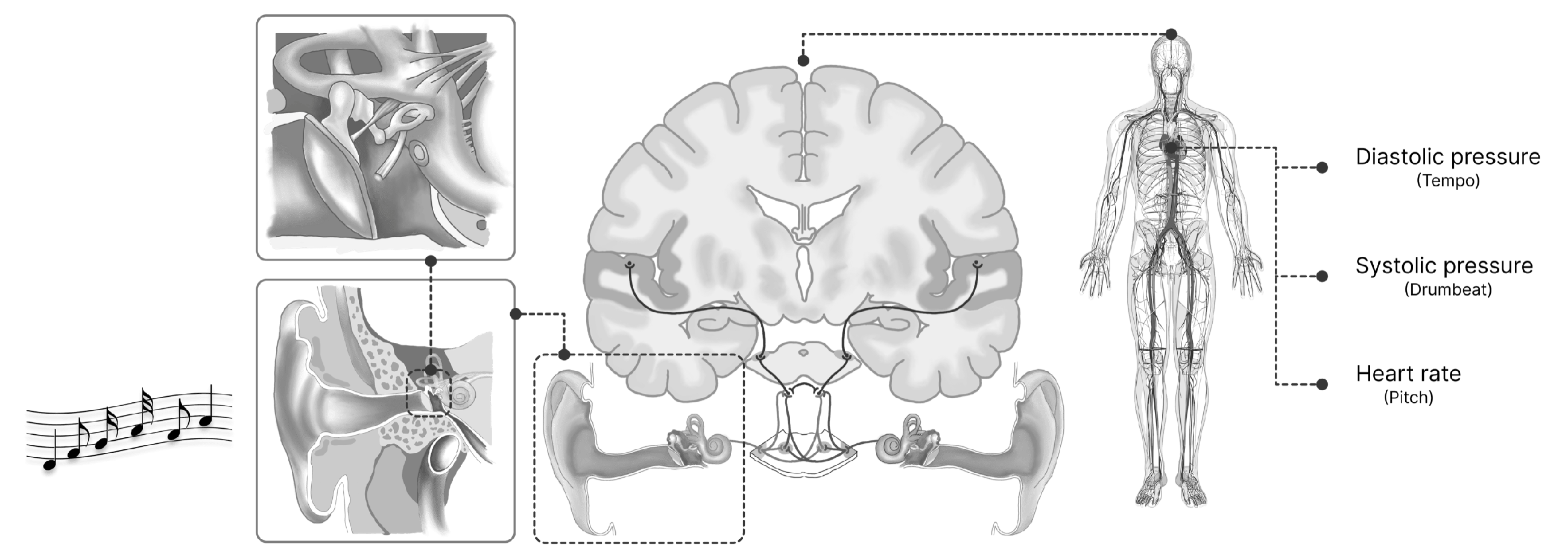 Research context on auditory perception and body signals